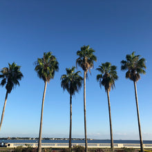 Load image into Gallery viewer, Mexican Fan Palm Tree Seeds