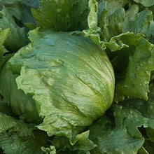 Load image into Gallery viewer, Organic Iceberg Lettuce Plant Seeds