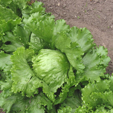 Load image into Gallery viewer, Organic Iceberg Lettuce Plant Seeds