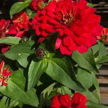 Load image into Gallery viewer, Pumila Zinnia Flower Seeds