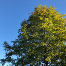 Load image into Gallery viewer, Bald Cypress Tree Seeds