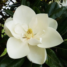 Load image into Gallery viewer, Sweet Magnolia Tree Seeds