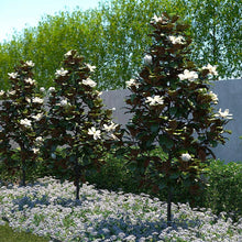 Load image into Gallery viewer, Sweet Magnolia Tree Seeds