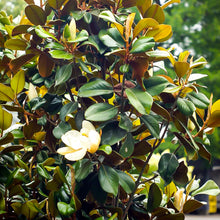Load image into Gallery viewer, Sweet Magnolia Tree Seeds