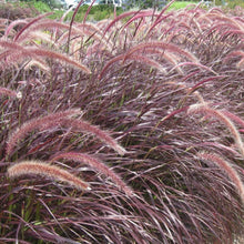 Load image into Gallery viewer, Red Fountain Ornamental Grass Seeds