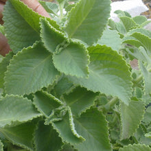 Load image into Gallery viewer, Organic Cuban Oregano Plant Seeds