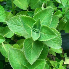Load image into Gallery viewer, Organic Cuban Oregano Plant Seeds
