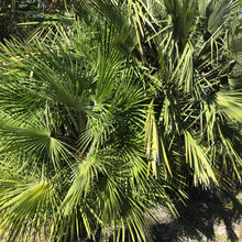 Load image into Gallery viewer, European Fan Palm Tree Seeds