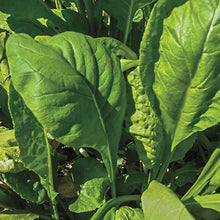 Load image into Gallery viewer, Organic Komatsuna Mustard Spinach Plant Seeds