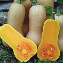 Load image into Gallery viewer, Organic Butternut Squash Plant Seeds