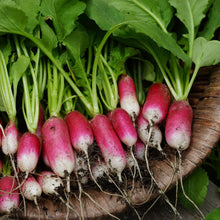 Load image into Gallery viewer, Organic French Breakfast Radish Plant Seeds