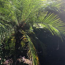 Load image into Gallery viewer, Pygmy Date Palm Tree Seeds