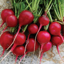 Load image into Gallery viewer, Organic Scarlet Globe Radish Plant Seeds