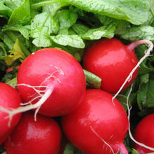 Load image into Gallery viewer, Organic Scarlet Globe Radish Plant Seeds