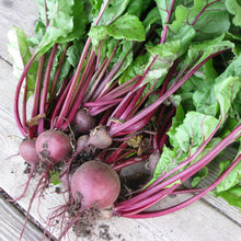 Load image into Gallery viewer, Organic Detroit Red Beet Plant Seeds