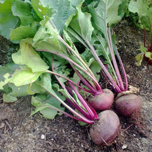 Load image into Gallery viewer, Organic Detroit Red Beet Plant Seeds