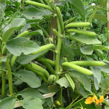 Load image into Gallery viewer, Organic Pinto Bean Plant Seeds