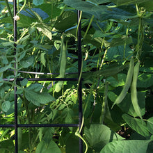 Load image into Gallery viewer, Organic Pinto Bean Plant Seeds