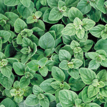 Load image into Gallery viewer, Organic Greek Oregano Plant Seeds