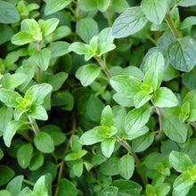 Load image into Gallery viewer, Organic Greek Oregano Plant Seeds