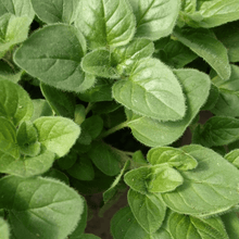 Load image into Gallery viewer, Organic Greek Oregano Plant Seeds
