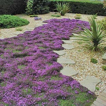 Load image into Gallery viewer, Mother Creeping Thyme Ornamental Groundcover Seeds