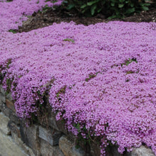 Load image into Gallery viewer, Mother Creeping Thyme Ornamental Groundcover Seeds