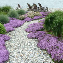 Load image into Gallery viewer, Mother Creeping Thyme Ornamental Groundcover Seeds