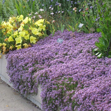 Load image into Gallery viewer, Mother Creeping Thyme Ornamental Groundcover Seeds