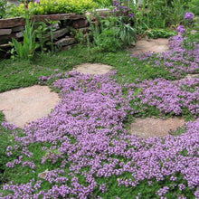 Load image into Gallery viewer, Mother Creeping Thyme Ornamental Groundcover Seeds
