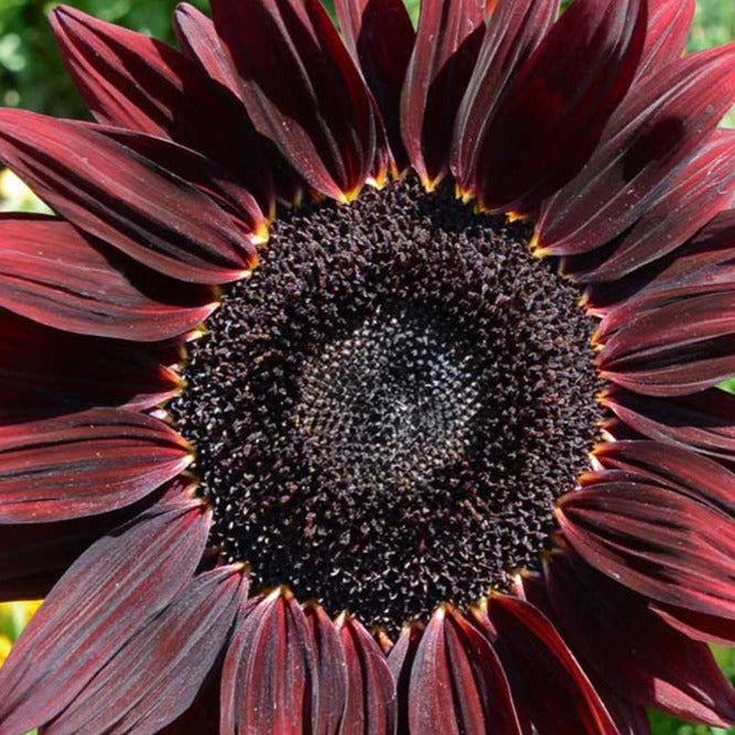 Chocolate Cherry Sunflower - Helianthus Annuus - Rare 'plant