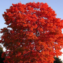 Load image into Gallery viewer, Red Maple Tree Seeds (Southern)