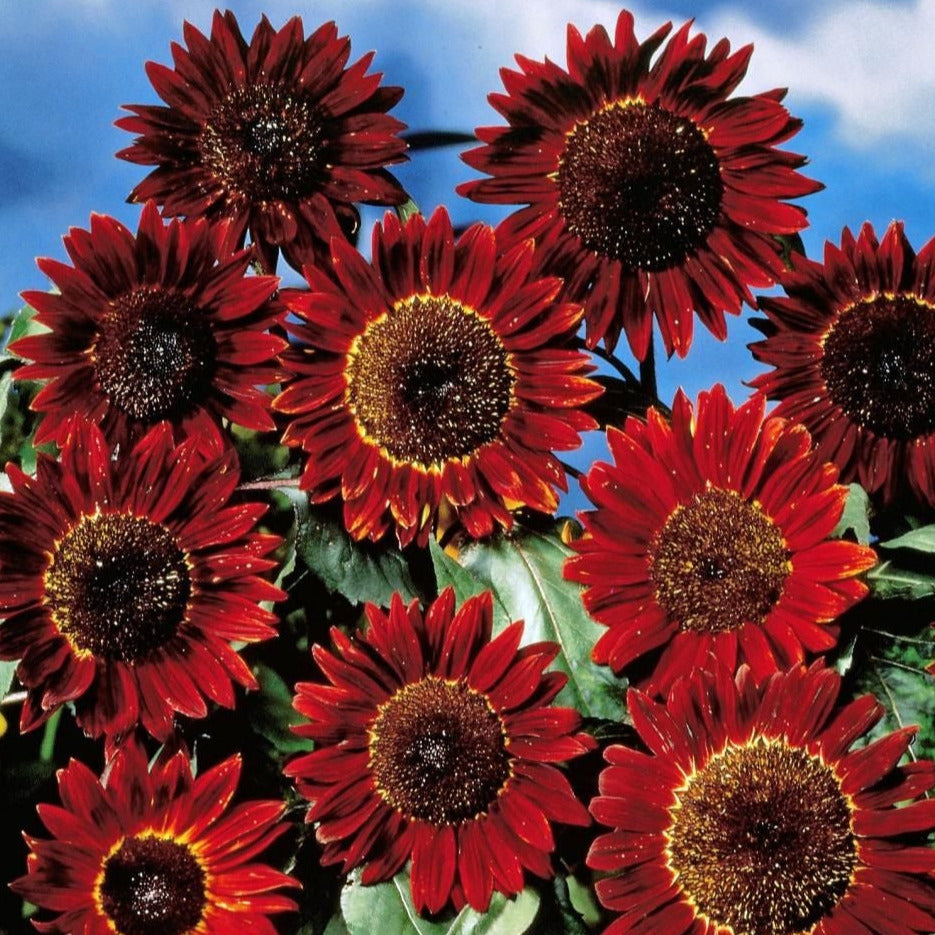 v rising flower seeds Rising Red Sunflower Plant Seeds – SEEDTOPIA