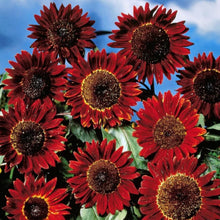 Load image into Gallery viewer, Rising Red Sunflower Plant Seeds