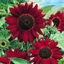 Load image into Gallery viewer, Rising Red Sunflower Plant Seeds