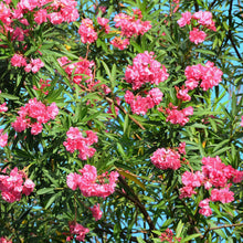 Load image into Gallery viewer, Pink Oleander Shrub Seeds