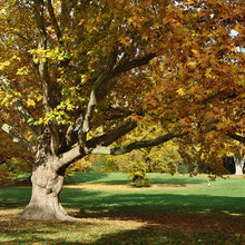 Load image into Gallery viewer, American Sycamore Tree Seeds
