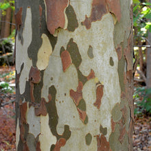 Load image into Gallery viewer, American Sycamore Tree Seeds