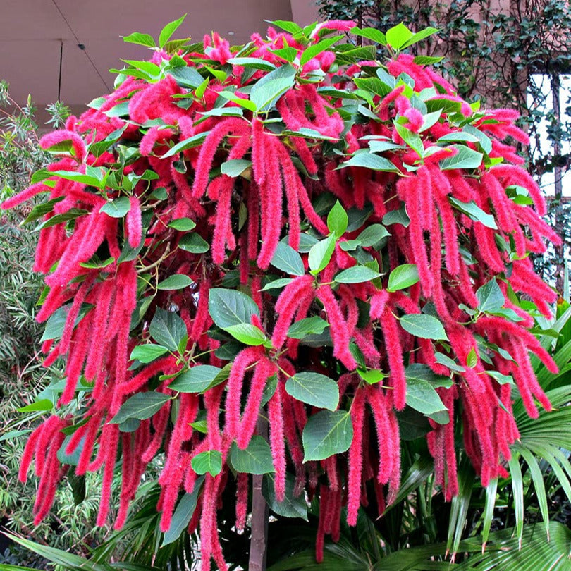 chenille hanging plant Chenille Plant Seeds