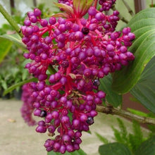 Load image into Gallery viewer, Pink Chandelier Tree Seeds