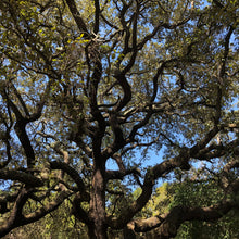 Load image into Gallery viewer, Live Oak Tree Seeds