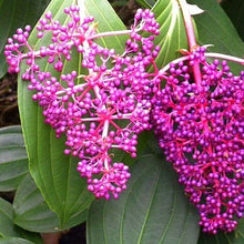 Load image into Gallery viewer, Pink Chandelier Tree Seeds