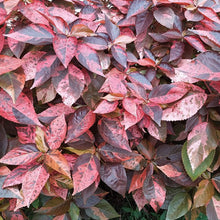 Load image into Gallery viewer, Copperleaf Jacob's Coat Plant Seeds