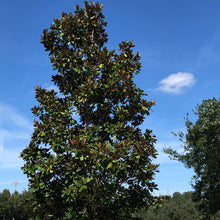 Load image into Gallery viewer, Sweet Magnolia Tree Seeds