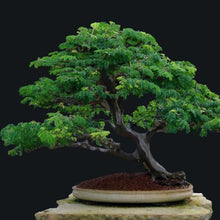 Load image into Gallery viewer, Brazilian Rain Tree Seeds