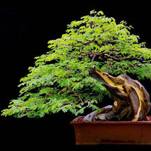 Load image into Gallery viewer, Brazilian Rain Tree Seeds