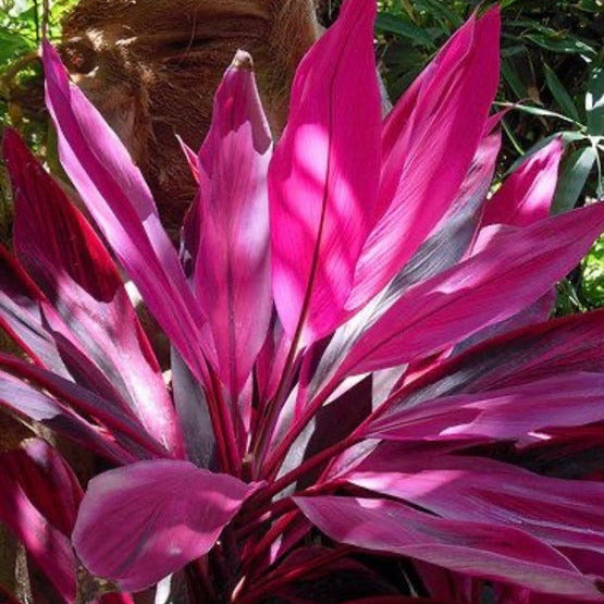 cordyline plant seeds Florida Cordyline Ti Plant Seeds