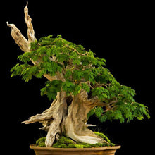 Load image into Gallery viewer, Brazilian Rain Tree Seeds