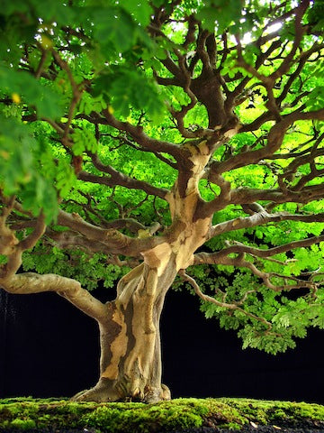 flowering brazilian raintree bonsai tree Brazilian Rain Tree Seeds – SEEDTOPIA