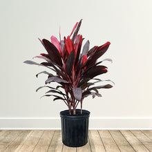 Load image into Gallery viewer, Red Sister Cordyline Ti Plant Seeds